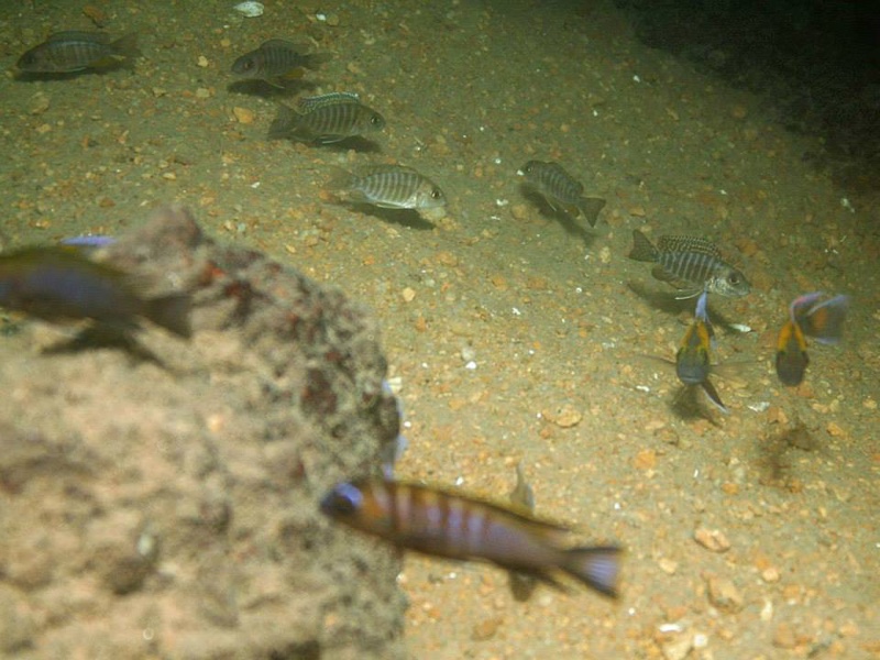 Aulonocara jacobfreibergi 'Otter Point'